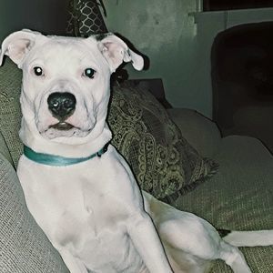 Meet your Posher, Tommy